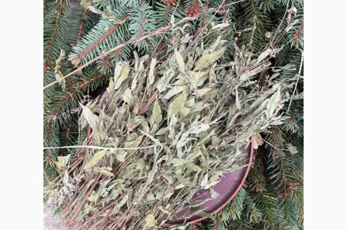 Череда- фото № 2