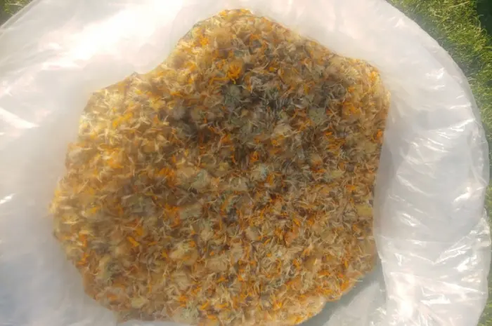 Арника горная (Arnica montana)- фото № 2