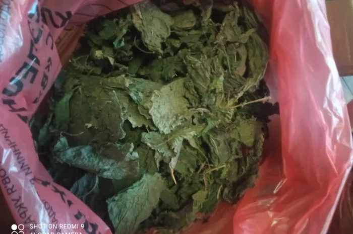 Лікарскі Рослини- фото № 5