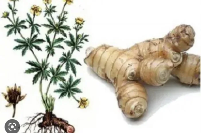 Куплю корінь калгана(сирий)- фото № 1