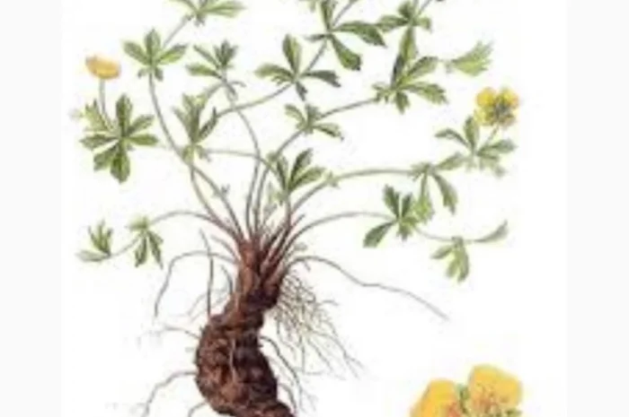 Куплю корінь калгана(сирий)- фото № 3