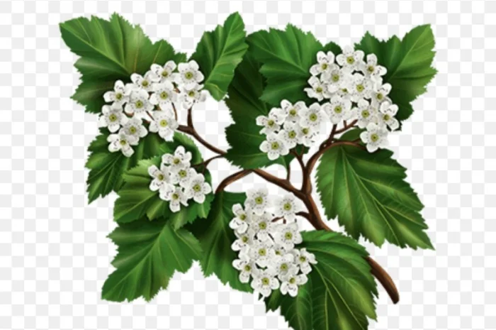 Куплю цвіт глоду- фото № 1