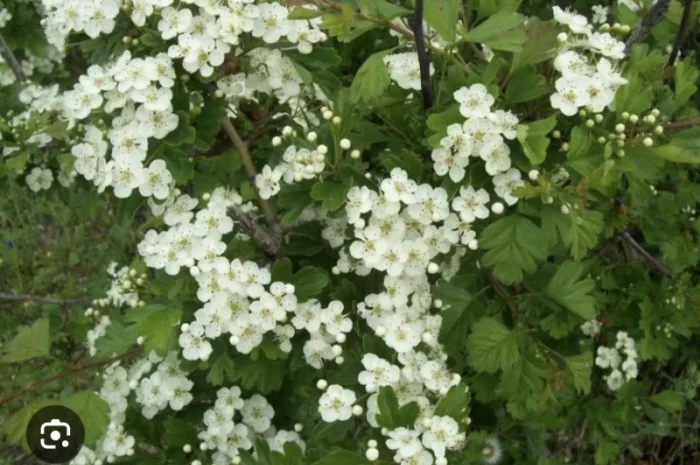 Куплю цвіт глоду- фото № 2