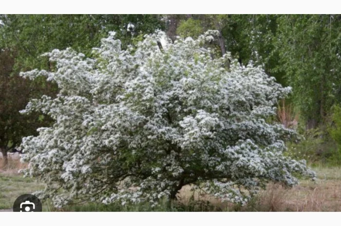 Куплю цвіт глоду- фото № 3