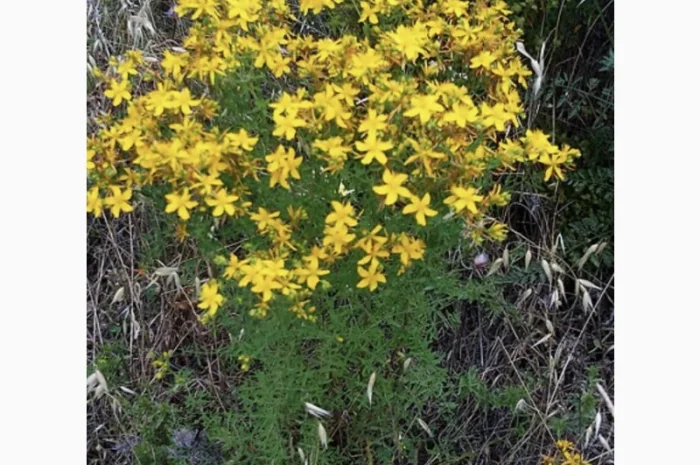 Куплю звіробій- фото № 2