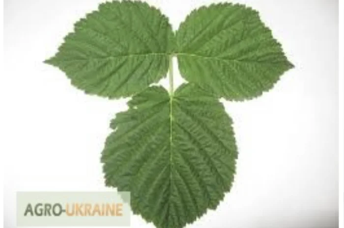 Куплю (сирий та сухий) лист малини- фото № 1