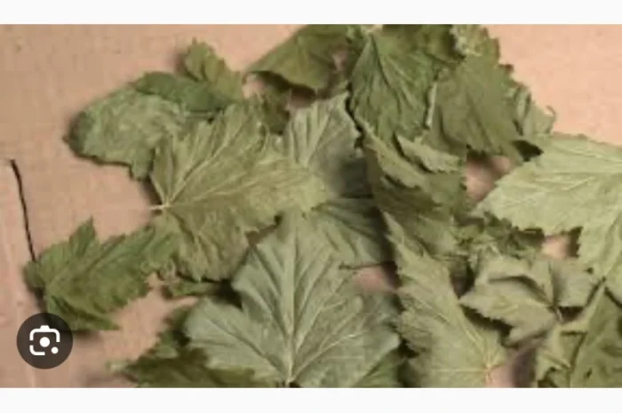 Куплю (сирий та сухий) лист малини- фото № 4