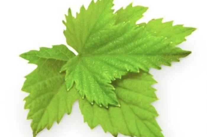 Куплю (сирий та сухий) лист малини- фото № 5