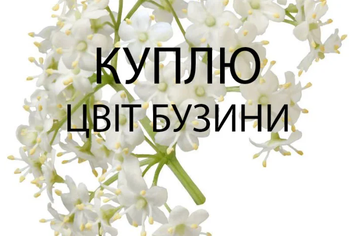 Куплю свіжозірваний цвіт бузини опт- фото № 1