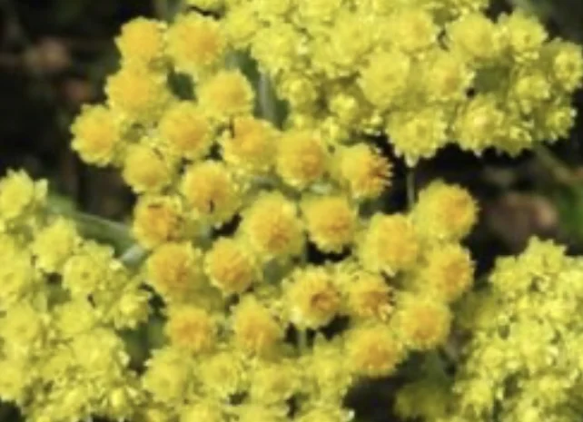 Куплю сушений (сирий)цвіт безсмертника- фото № 1