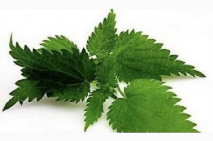 Куплю сирий та сушений лист кропиви- фото № 1