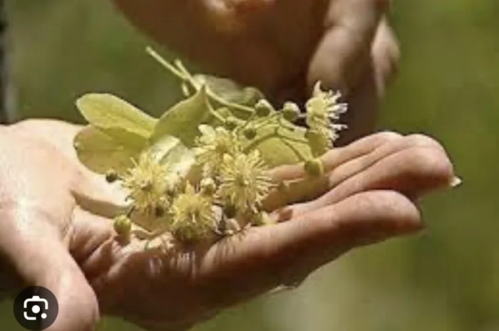 Куплю цвіт липи- фото № 1