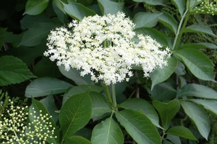 Купуємо цвіт бузини- фото № 1