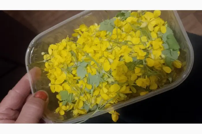 Продам лікарські трави у великих кількостях з екологічно чистих регіонів- фото № 1