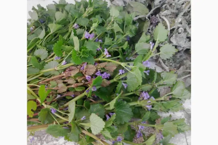 Продам лікарські трави у великих кількостях з екологічно чистих регіонів- фото № 3