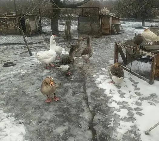 Продам гусей породы Большая серая, живым весом- фото № 1