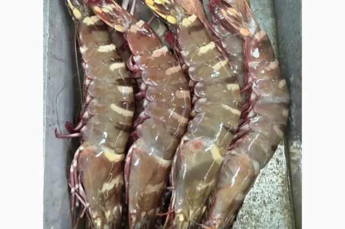 Wholesale seafood supplier Mauritania fishing coast Nouadhibou fishing harbor Nouakchot- фото № 13