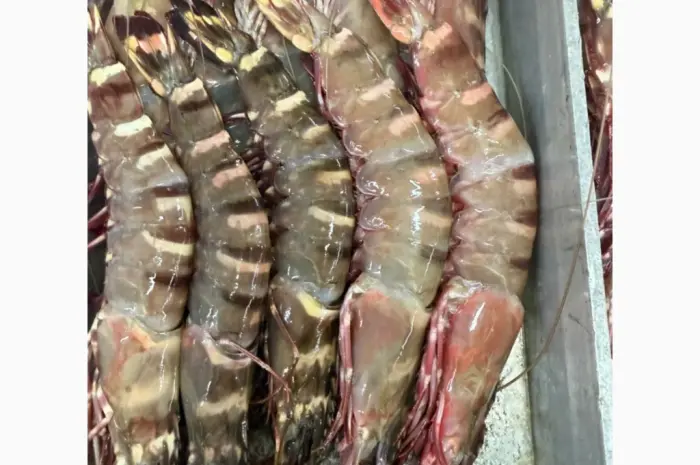 Wholesale seafood supplier Mauritania fishing coast Nouadhibou fishing harbor Nouakchot- фото № 15