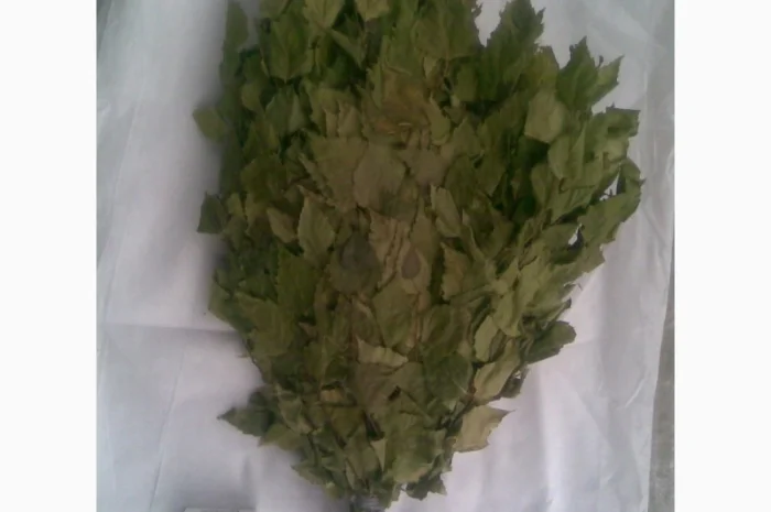 Заготовка качественных банных веников- фото № 3