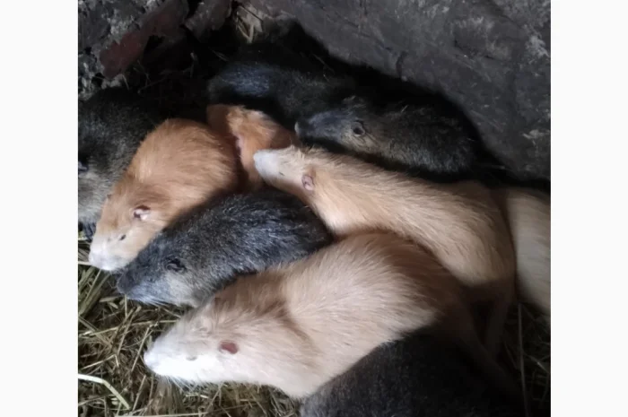 Продаются нутрии живым весом 200 кг- фото № 1