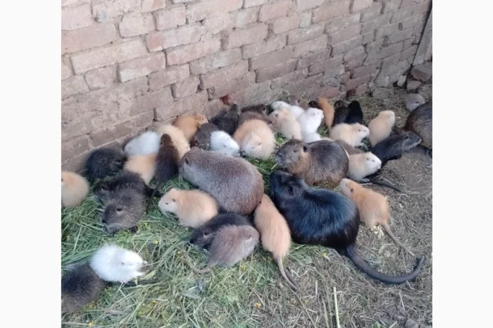 Продаются нутрии живым весом 200 кг- фото № 2