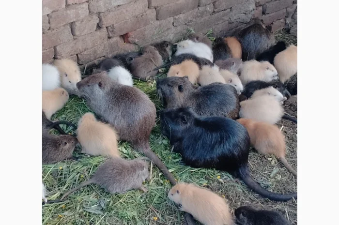 Продаются нутрии живым весом 200 кг- фото № 3