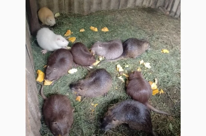 Продаются нутрии живым весом 200 кг- фото № 5