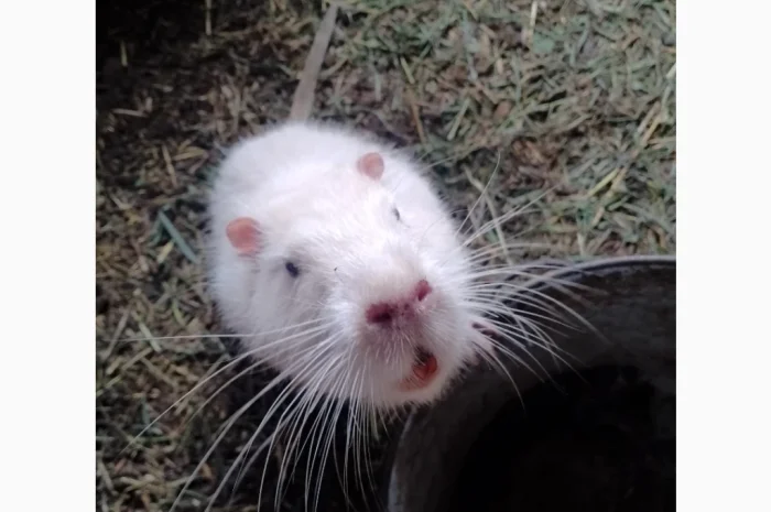 Продаются нутрии живым весом 200 кг- фото № 6