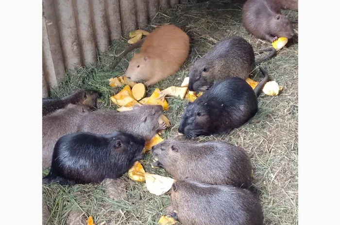 Продаются нутрии живым весом 200 кг- фото № 7