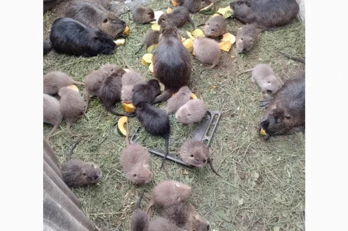 Продаются нутрии живым весом 200 кг- фото № 9