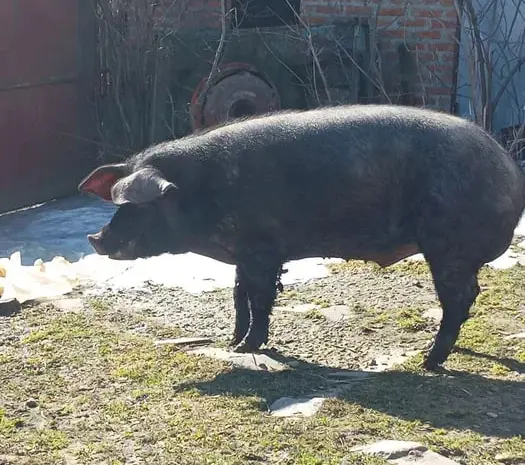 Продам племенного хряка Пьетрен- фото № 1