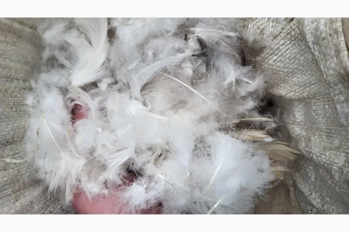 Куплю свежие гусиные и утинные перья- фото № 1