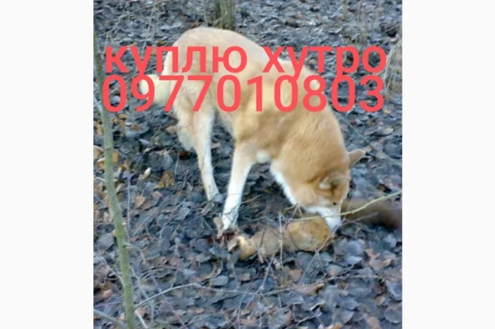 Куплю шкурки куницы, лисицы, видры и других зверей- фото № 1