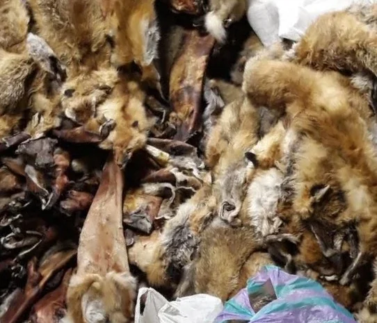 Купую шкурки куниці за високу ціну- фото № 1