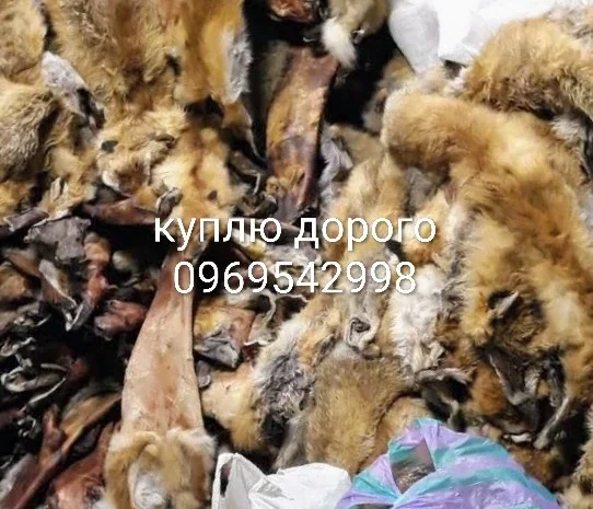 Куплю хутро куниці- фото № 1