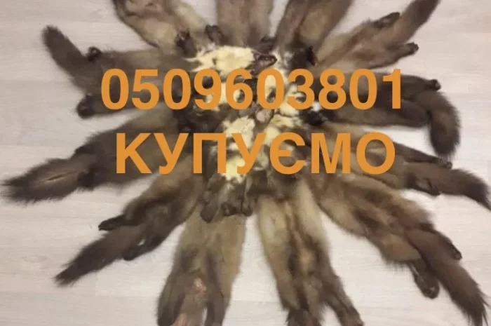 Куплю шкурки куниці кам'яної- фото № 1