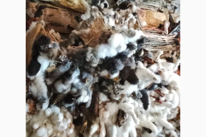 Куплю шкурки кролика различных цветов- фото № 1