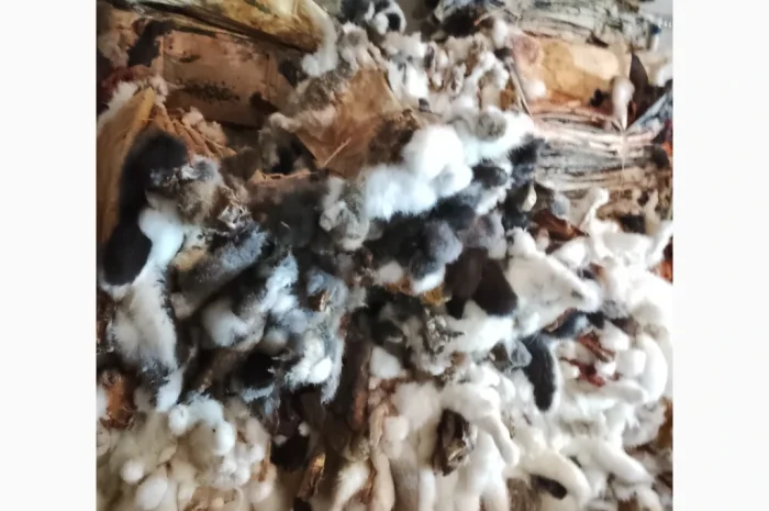 Куплю шкурки кролика различных цветов- фото № 2