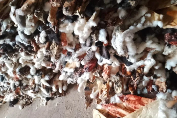 Куплю шкурки кролика различных цветов- фото № 3