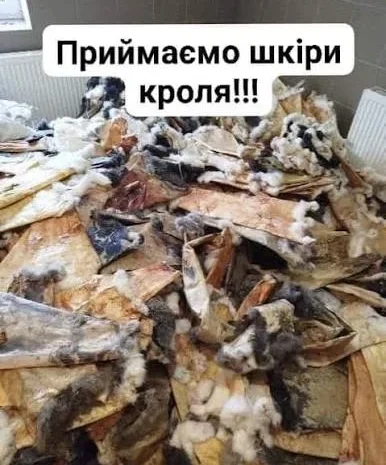 Покупаем сухие шкуры кролика- фото № 1