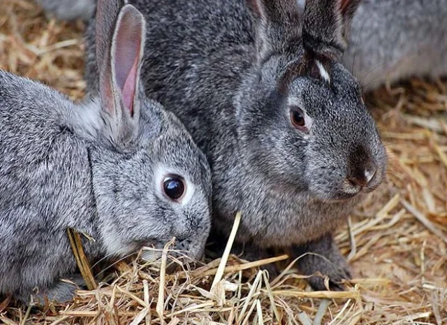 Куплю шкуры кролика- фото № 1