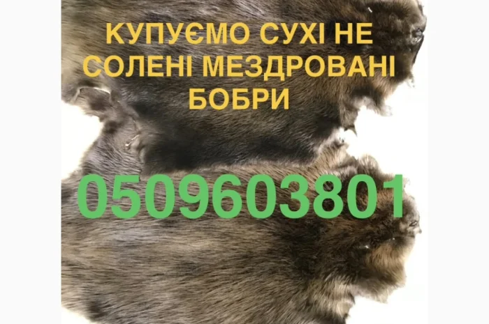 Покупаем сухие шкурки бобра дорого- фото № 1
