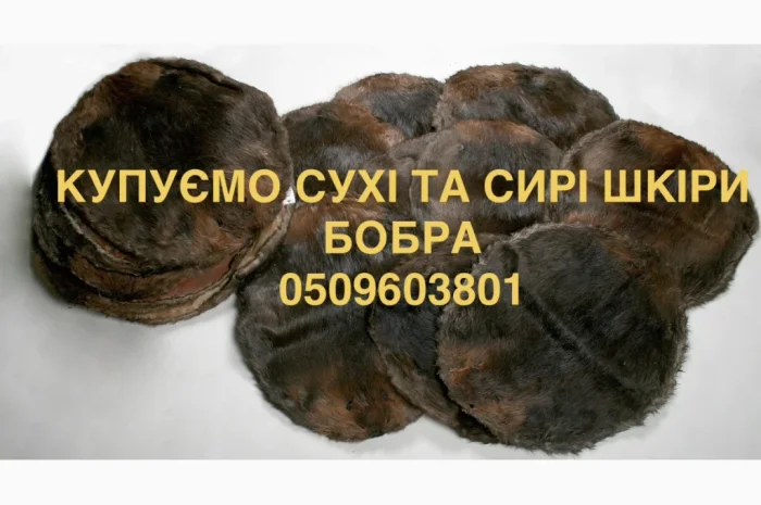 Куплю шкурки бобра, сухие и сырые, без соления- фото № 1