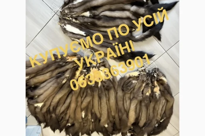 Покупаем шкурки куницы и меховые изделия- фото № 1