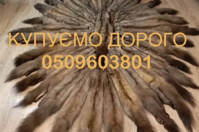 Покупаем шкурки куницы- фото № 1