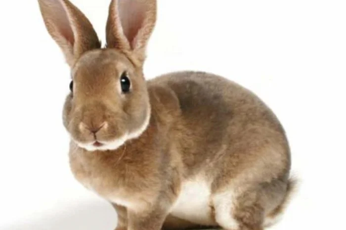 Купуємо сухі шкіри кролика- фото № 1
