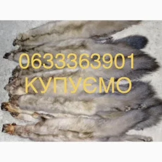 Купуємо шкури куниці, хутро та шкіру- фото № 1