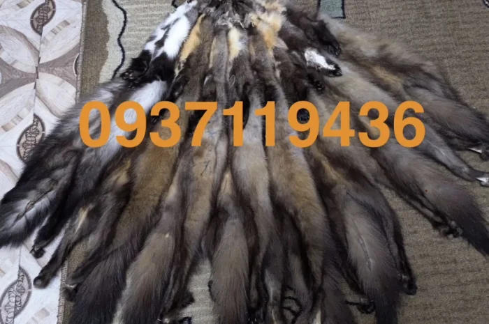 Купуємо шкіри куниці та інших тварин- фото № 1