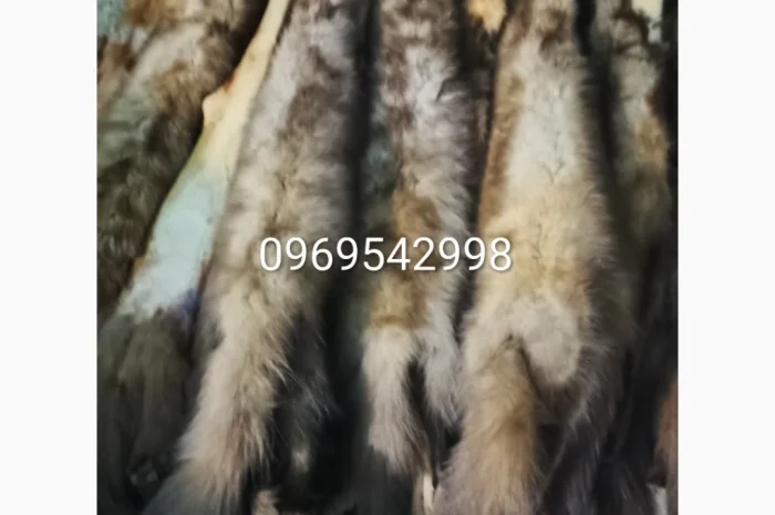 Купуємо шкури куниці- фото № 1