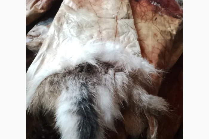 Купуємо шкури куниці- фото № 2